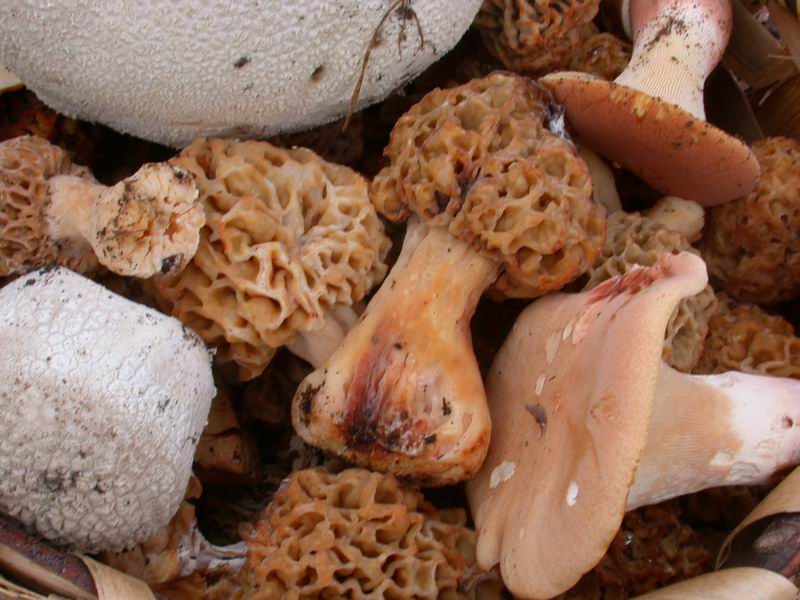 Mycoflora  toscana - Che grande soddisfazione....
